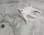 Кошки в Москве: Кошечка в добрые руки Девочка, Бесплатно - фото 6