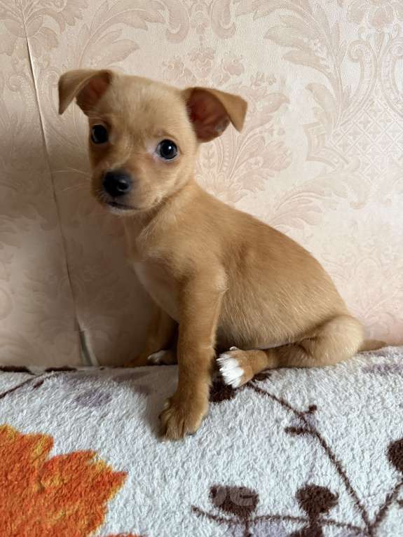 Собаки в Москве: Русский той-терьер мальчик Мальчик, 19 000 руб. - фото 1