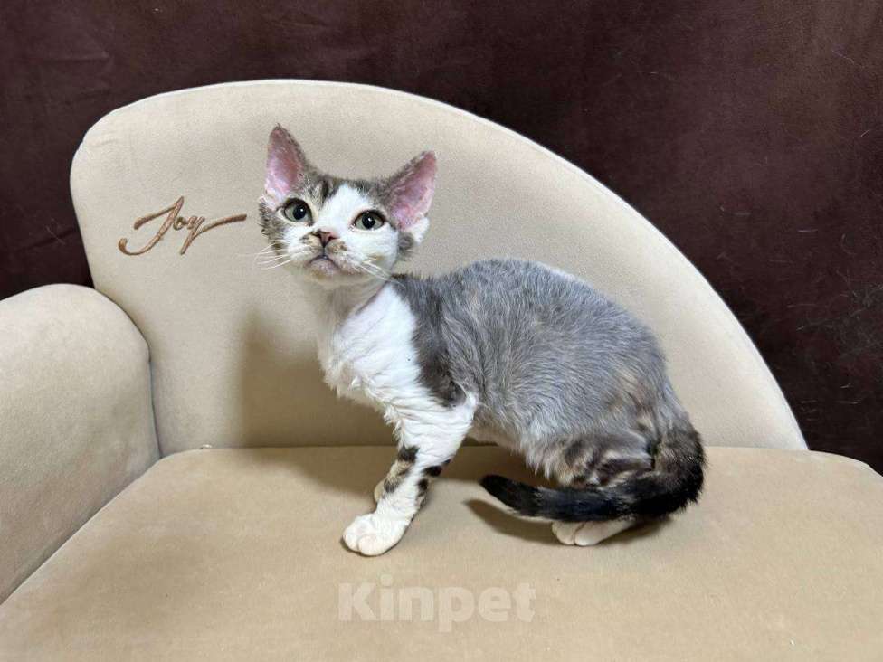 Кошки в Москве: девочка девон рекс биколор с зелеными глазками  Девочка, 85 000 руб. - фото 6