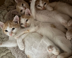Кошки в Красноярске: Отдам котят в хорошие руки Разнополые, Бесплатно - фото 3