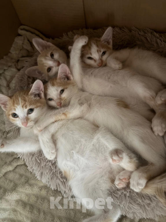 Кошки в Красноярске: Отдам котят в хорошие руки Разнополые, Бесплатно - фото 3