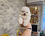 Собаки в Москве: Супер помераночка мини девочка шпицулечка беби фейс Девочка, Бесплатно - фото 1