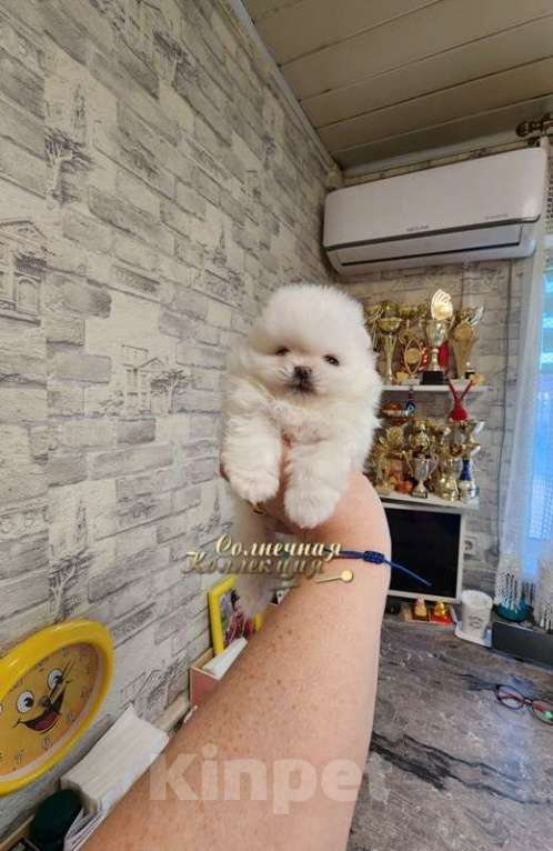 Собаки в Москве: Супер помераночка мини девочка шпицулечка беби фейс Девочка, Бесплатно - фото 1