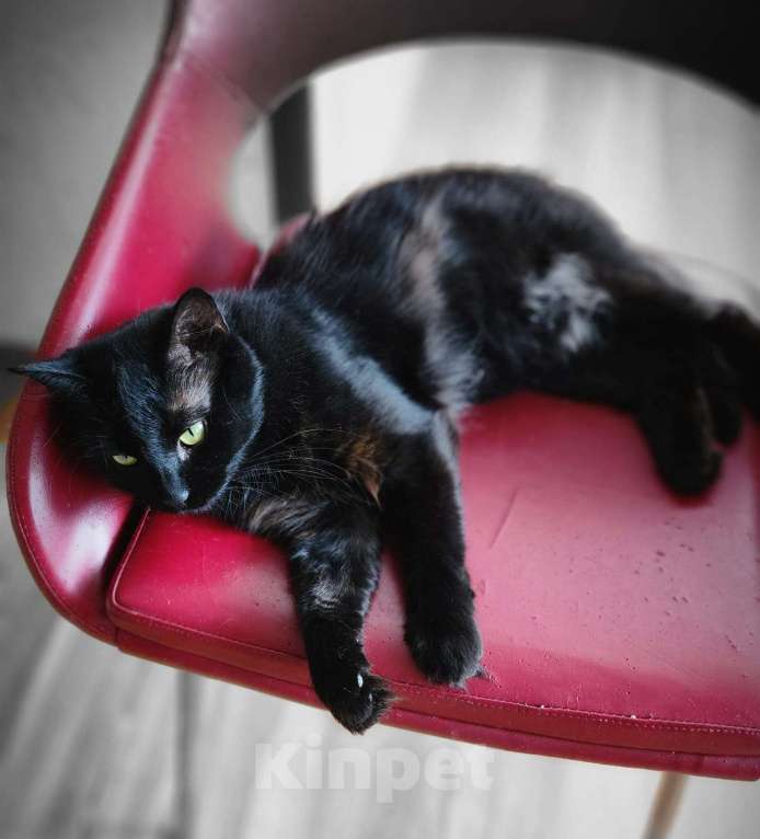 Кошки в Симферополе: Кошка Девочка, 300 руб. - фото 2