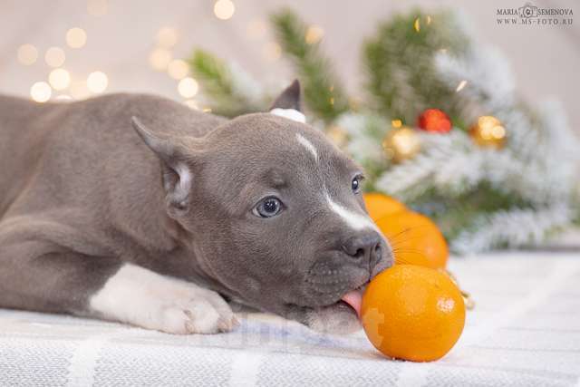 Собаки в Москве: Голубые щенки амстаффа из питомника Мальчик, 100 000 руб. - фото 3