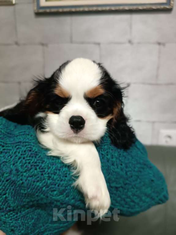 Собаки в Екатеринбурге: Продаю щенка  Мальчик, 100 000 руб. - фото 3