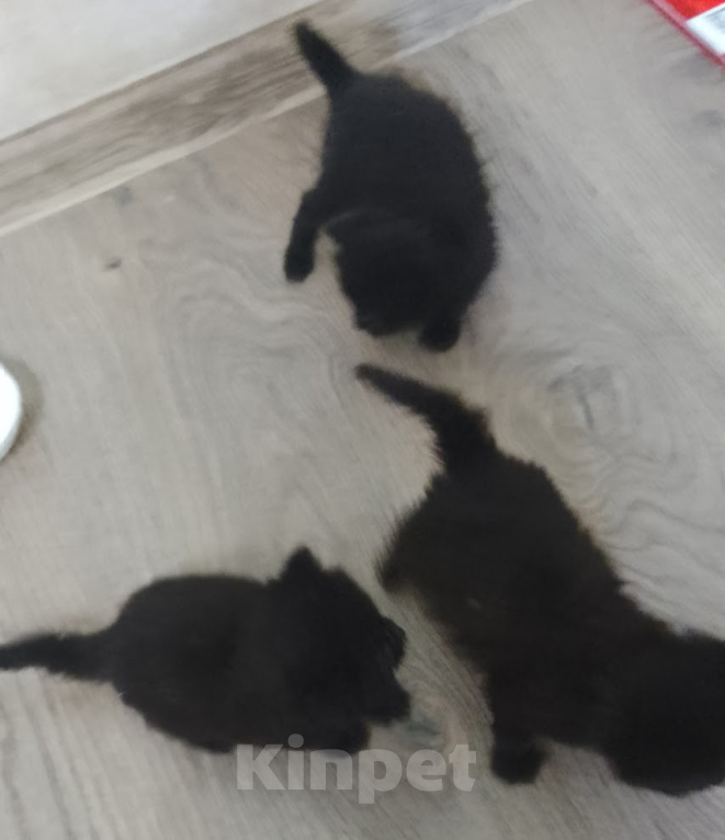 Кошки в Краснодаре: Котята пушистые, чисто-черные, примерно 2 недели  возраст Разнополые, Бесплатно - фото 1