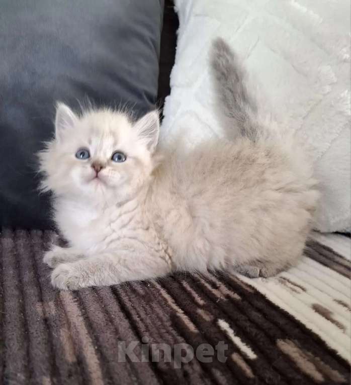 Кошки в Москве: Мальчик Хаку Мальчик, 80 000 руб. - фото 3