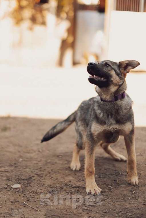 Собаки в Москве: Добрый и ласковый пёсик щенок Кай в добрые руки Мальчик, 1 руб. - фото 3
