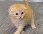 Кошки в Санкт-Петербурге: Шотландские котята Мальчик, Бесплатно - фото 4