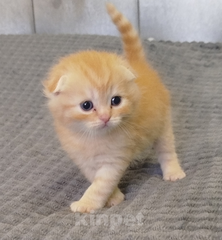 Кошки в Санкт-Петербурге: Шотландские котята Мальчик, Бесплатно - фото 4