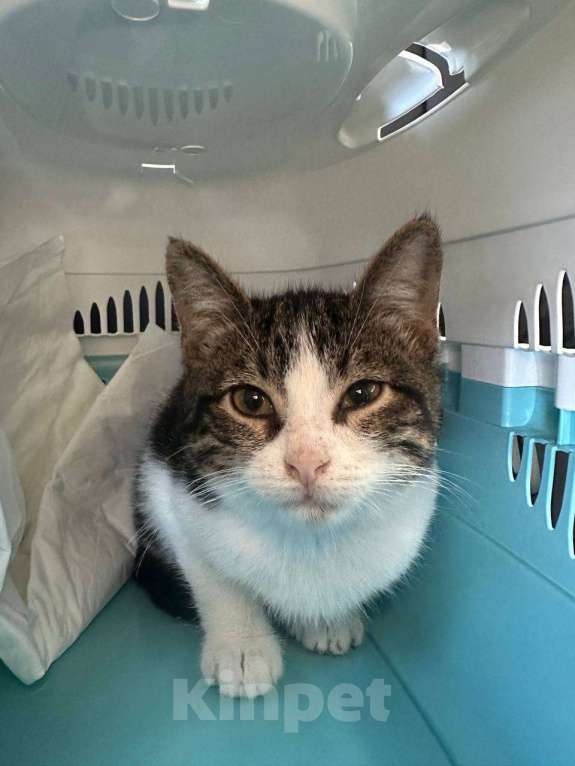 Кошки в Москве: Милый и ласковый котенок ищет любви Мальчик, Бесплатно - фото 2