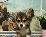 Собаки в Санкт-Петербурге: Вельш-корги-пемброк Девочка, 50 000 руб. - фото 1