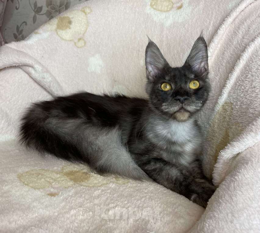 Кошки в Дмитрове: Черная дымчатая девочка мейн кун Marfa Девочка, 10 000 руб. - фото 7