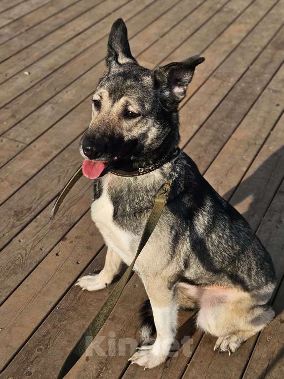 Собаки в Казани: Лайка с овчаркой Девочка, Бесплатно - фото 3