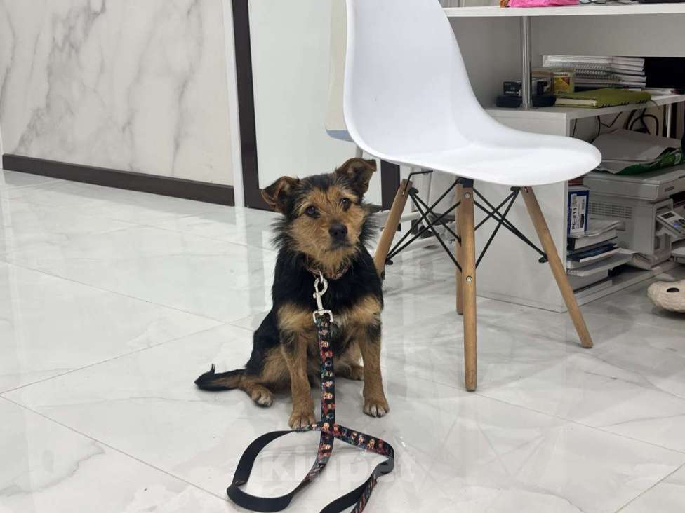 Собаки в Москве: Собака в добрые руки Мальчик, Бесплатно - фото 4