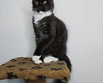 Кошки в Севастополе: Котята Мейн-кун Мальчик, 25 000 руб. - фото 3