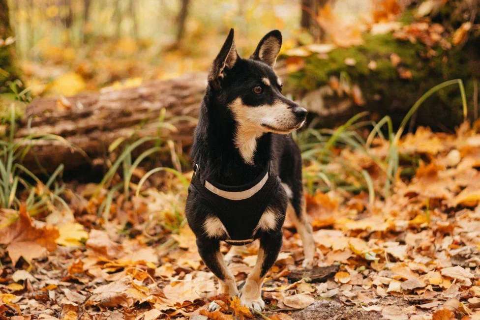 Собаки в Москве: Ричард ищет дом Мальчик, Бесплатно - фото 2