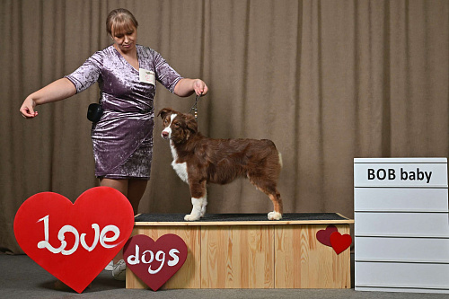 Австралийская овчарка