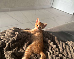 Кошки в Краснодаре: Отдам котенка в добрые руки Мальчик, Бесплатно - фото 5