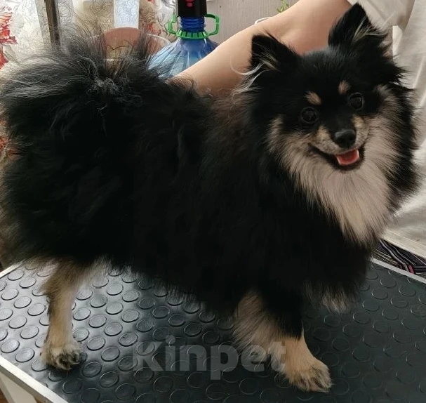 Собаки в Воскресенске: Шпицули Мальчик, 25 000 руб. - фото 3