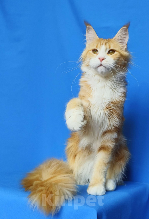 Кошки в Москве: Котенок Мейн-Кун Девочка Девочка, 40 000 руб. - фото 10