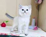 Кошки в Москве: Эксклюзивная британская шиншилла фиалковые глазки Мальчик, 45 000 руб. - фото 3