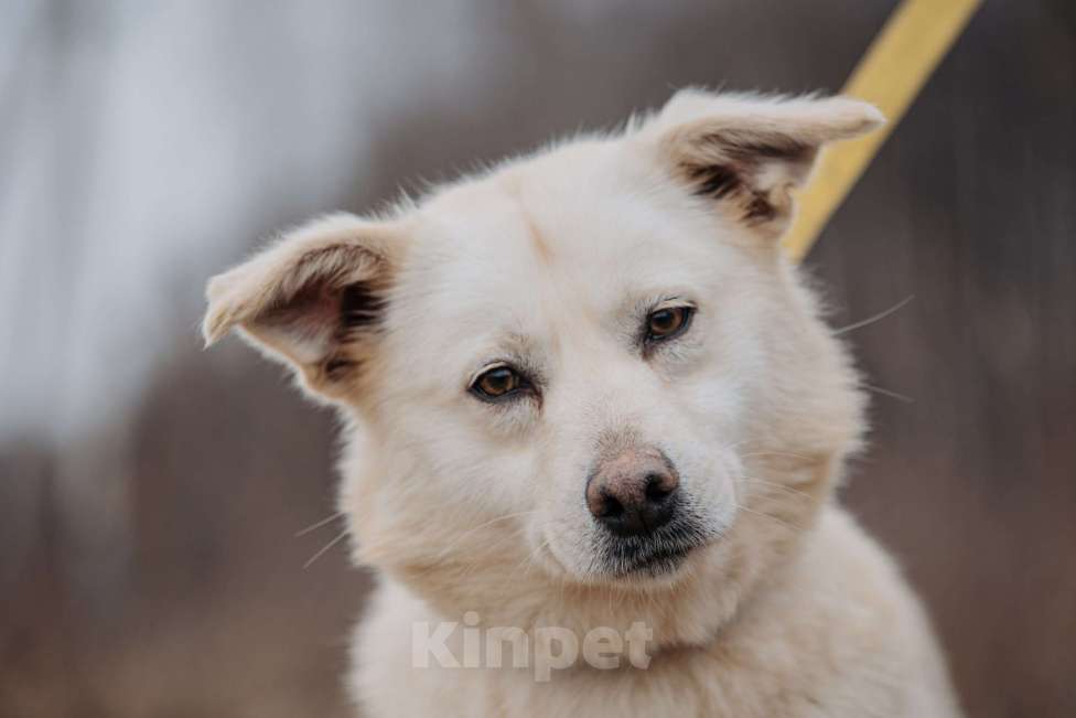 Собаки в Москве: Компаньон Девочка, Бесплатно - фото 6