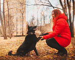 Собаки в Санкт-Петербурге: Домашняя собачка, дружит с кошками Девочка, Бесплатно - фото 10