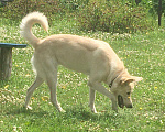 Собаки в Фрязино: Друг и охранник, 1 руб. - фото 2