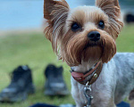Собаки в Уссурийске: ВЯЗКА Йоркширский терьер, 1 руб. - фото 1
