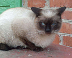 Кошки в Семенове: котик на вязку, 2 000 руб. - фото 2