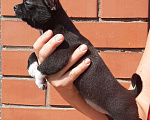 Собаки в Чапаевске: щенок чихуахуа Девочка, 40 000 руб. - фото 2