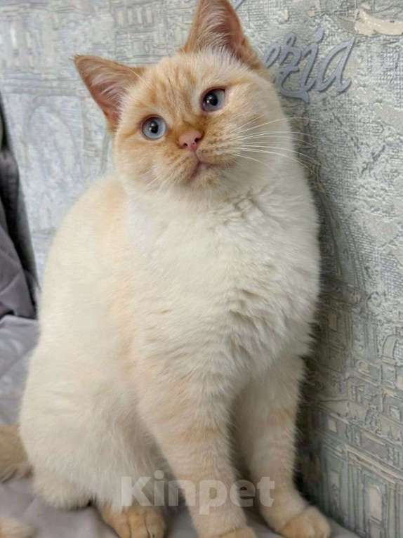 Кошки в Москве: Кошечке грозит улица Девочка, Бесплатно - фото 2