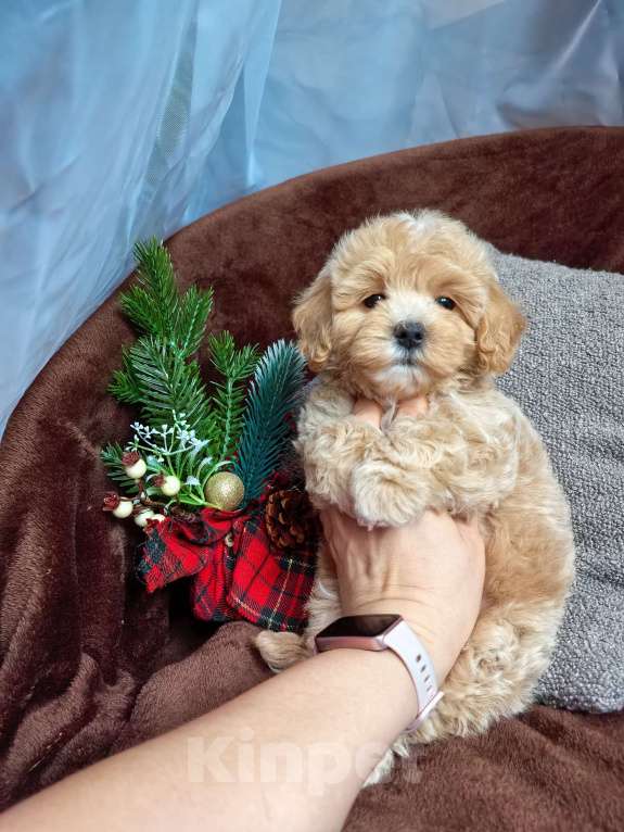 Собаки в Самаре: Мальчик Мальчик, 130 000 руб. - фото 4