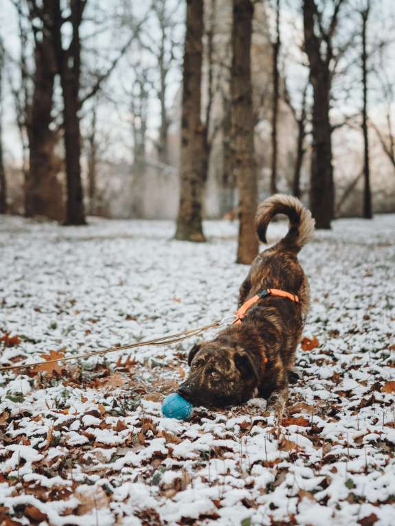 Собаки в Москве: Роскошный Элвин ищет дом! Мальчик, Бесплатно - фото 8