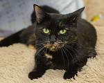Кошки в Санкт-Петербурге: Красавица Саванна ищет хозяина Девочка, Бесплатно - фото 3