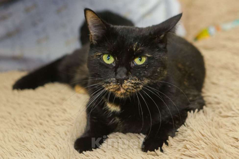 Кошки в Санкт-Петербурге: Красавица Саванна ищет хозяина Девочка, Бесплатно - фото 3