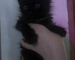 Кошки в Оренбурге: Милые котики Разнополые, Бесплатно - фото 4