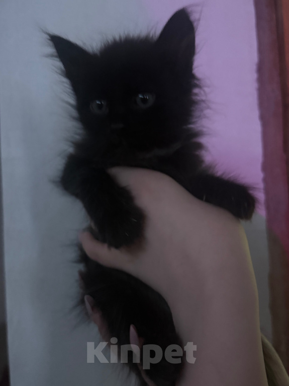 Кошки в Оренбурге: Милые котики Разнополые, Бесплатно - фото 4