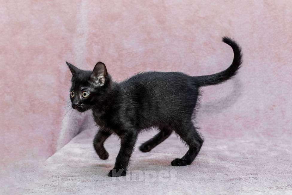 Кошки в Москве: котенок Карамелька ищет дом Девочка, Бесплатно - фото 10