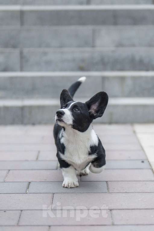 Собаки в Саратове: Вельш Корги Кардиган щенок Девочка, 45 000 руб. - фото 1