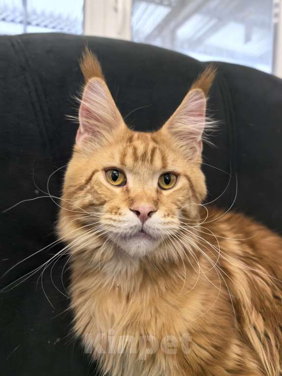 Кошки в Адыгейске: Мейн-кун в любимки мальчик 9 месяцев Мальчик, 30 000 руб. - фото 2