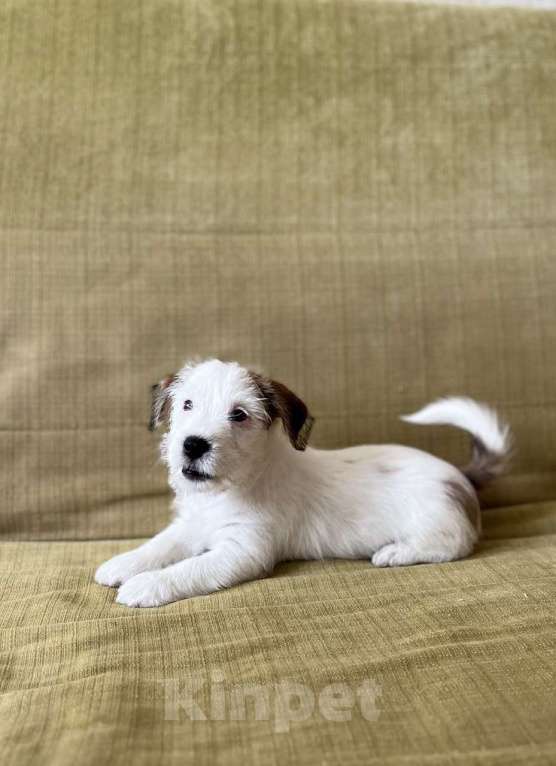 Собаки в Москве: Жесткошерстный Джек Рассел Мальчик, 35 000 руб. - фото 1