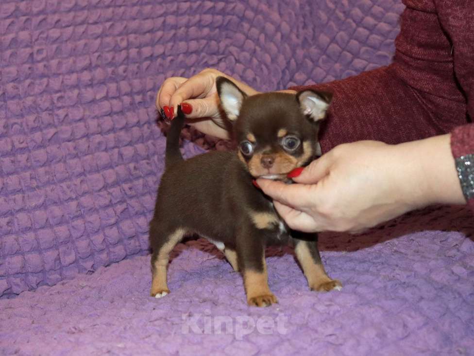 Собаки в Москве: Элитный мальчик чихуа Мальчик, 150 000 руб. - фото 3
