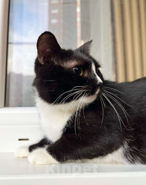 Кошки в Москве: Наоми кошка, излучающая доброту в добрые руки Девочка, Бесплатно - фото 6