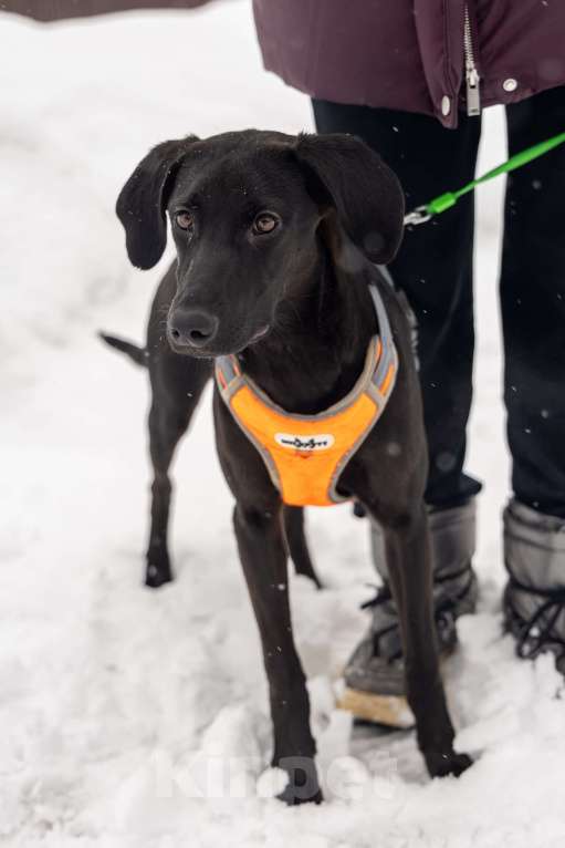 Собаки в Москве: Метис Лора ищет дом Девочка, Бесплатно - фото 6