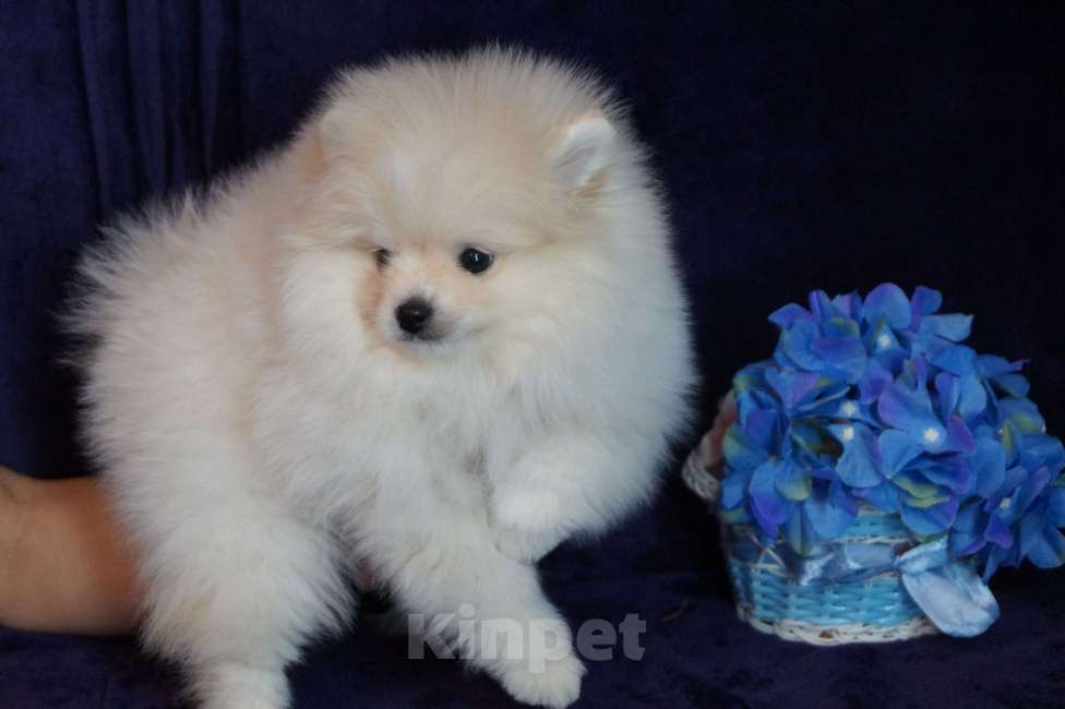 Собаки в Москве: Мальчик померанского шпица Мальчик, 30 000 руб. - фото 2