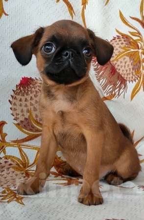 Собаки в Москве: рыжий мальчик пти брабансона 2 мес. Мальчик, 45 000 руб. - фото 2