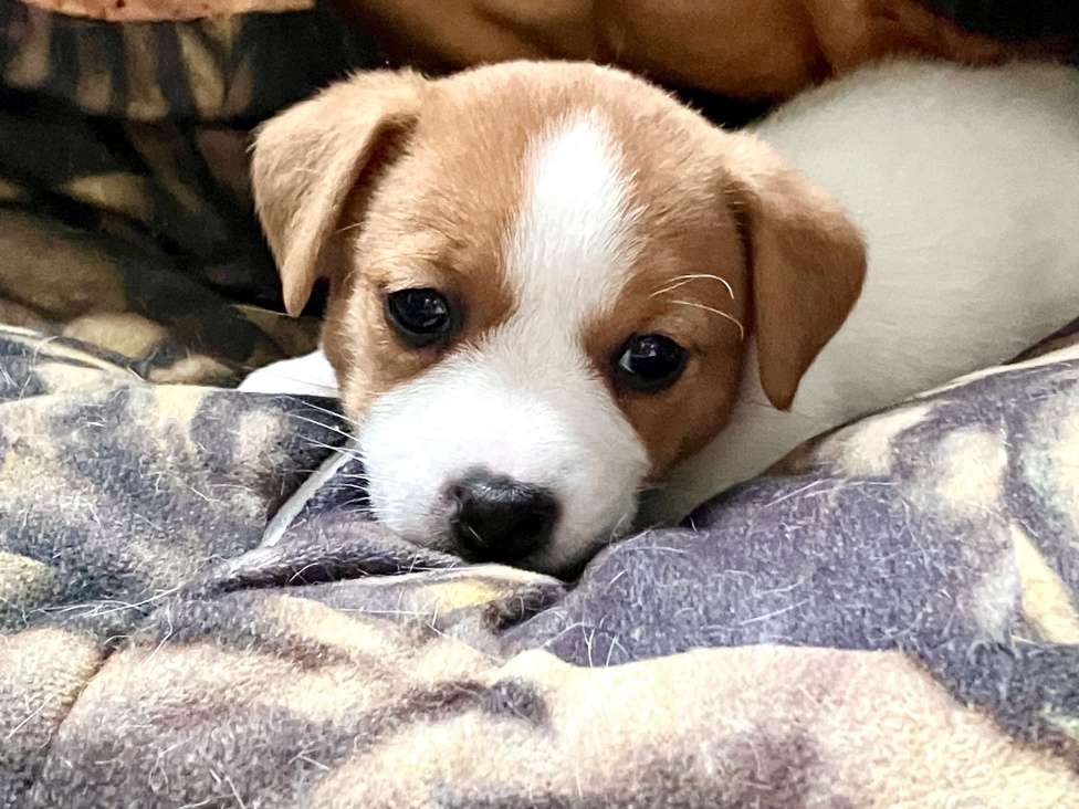 Собаки в Москве: Девочка Джек рассел РКФ Девочка, Бесплатно - фото 1